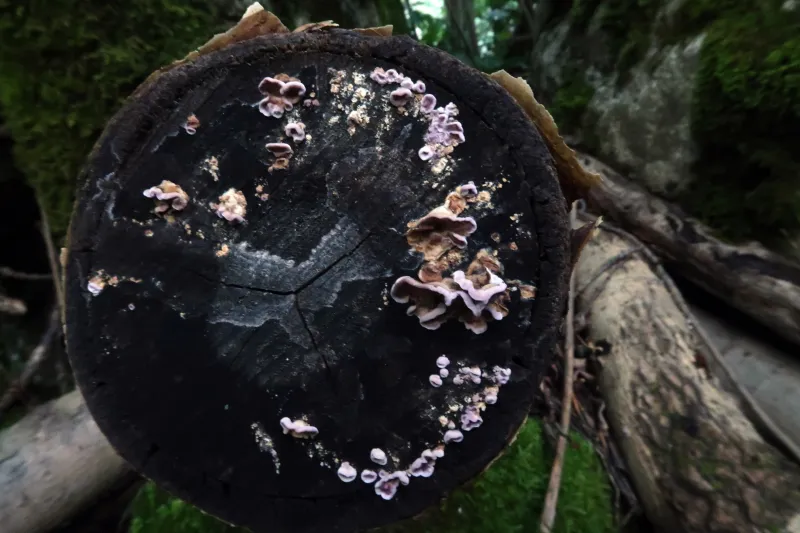 Chondrostereum purpureum 1 - IMG_5363